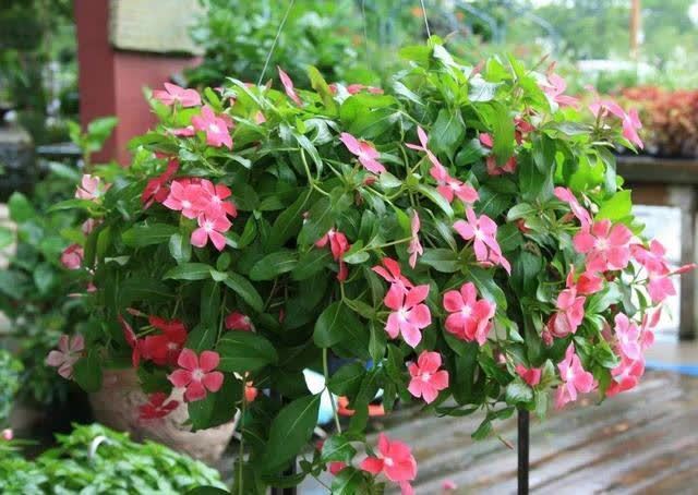 君子兰|发现5种“寿星花”,适合老人养,寓意好、颜值高,越养越值钱