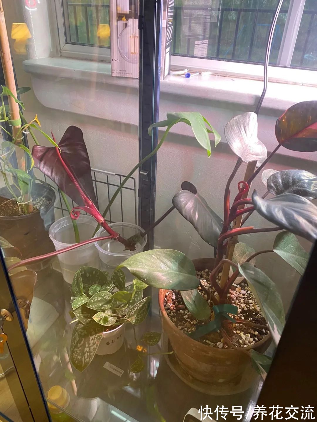 上百块一盆的粉公主蔓绿绒，比粉刚果蔓绿好太多，适合你养吗？