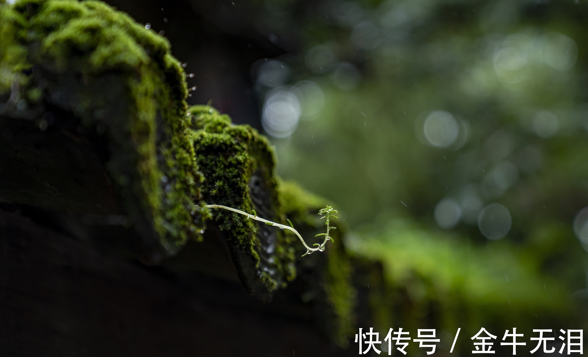 政楼|一首很独特的唐诗,属于杜牧诗中的精品,读过的人并不多