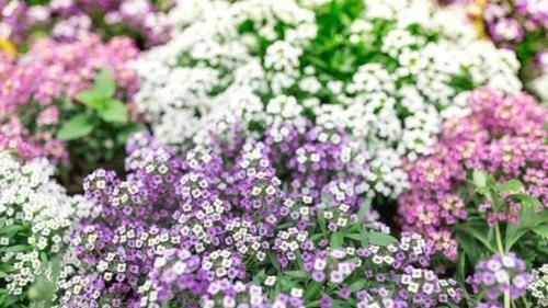 爆起|4种小花,花朵虽小,爆起盆来不含糊,跟着养护专家学起来吧