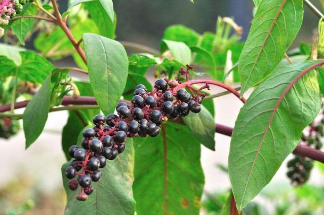 指甲|农村一稀罕野草,形似苋菜,根似人参,民间称它为“见肿消”