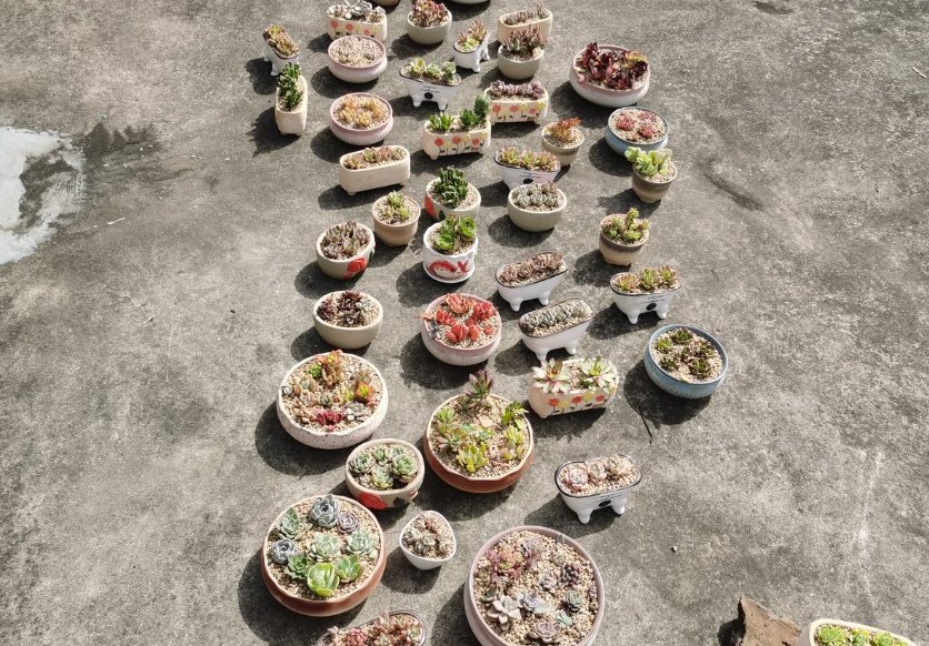 花友|养花老匠常说的“不干不浇，浇则浇透”，你真的理解了吗//