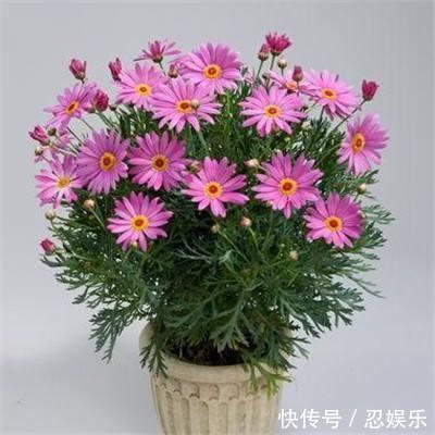 微型月季刚买回家，不会浇水，小心花苞掉光光，没花看！