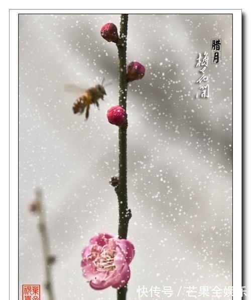 迎春$七言律诗一首:迎春