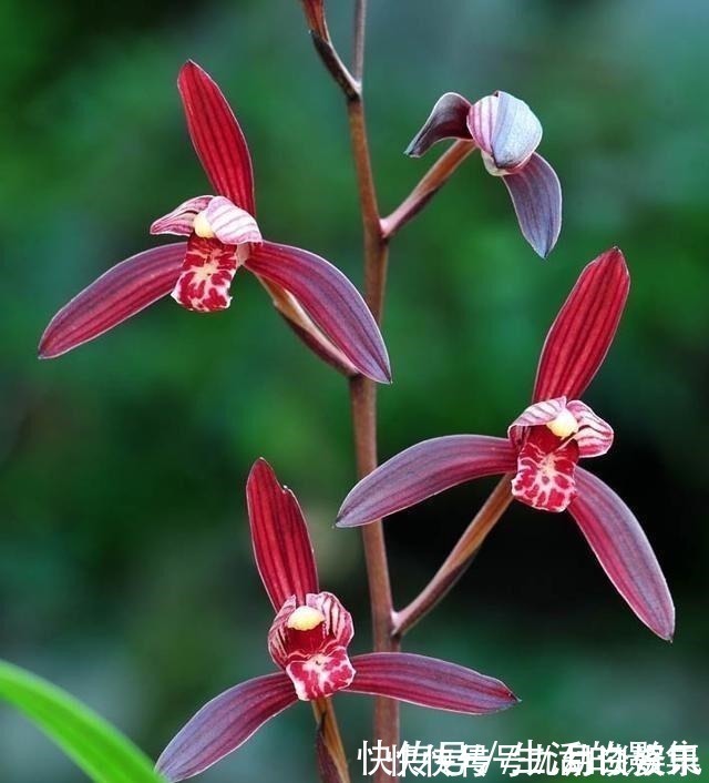 红河红|此花再贵,也要舍得栽两株,花香怡人,花期长久,好养易成活!