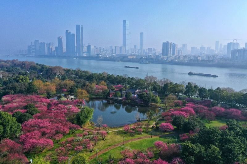 周末赏花去!长沙各大公园早樱、梅花开了,海棠、桃花、吉野樱正在枝头排队……