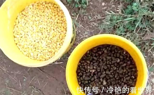 钓位|仲秋博大鱼,不能靠运气,做好这些准备工作,大鱼来了没个跑