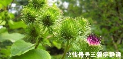 减肥|牛蒡降脂减肥、解毒消肿,掌握五点,收获更加优质高产的牛蒡来