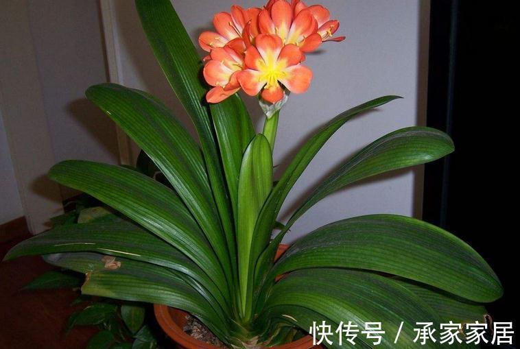 秋季如何养君子兰不夹箭?注意4点,植株越长越旺盛