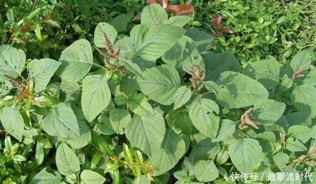 农村|农村一种常见杂草,既是天然野菜能吃,也是一味药材能用