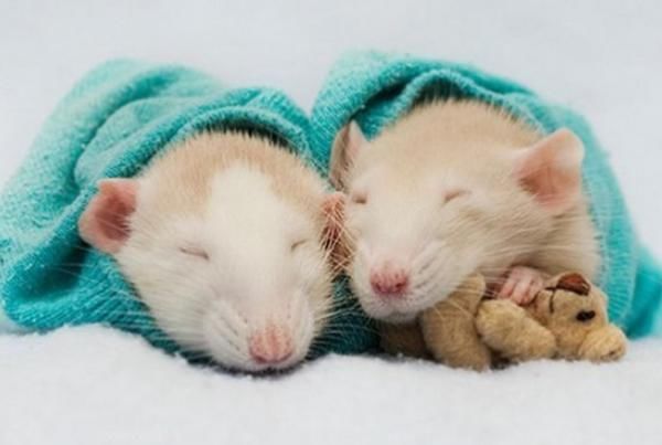 上婚|属鼠的人最强伴侣，想要上上婚的进来看看，遇见要好好珍惜