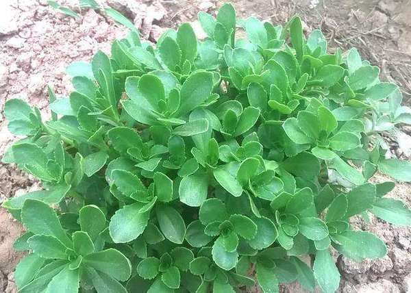 救心菜|此菜被称“养心菜”,再贵也要买,大人孩子吃了都健康,很珍贵