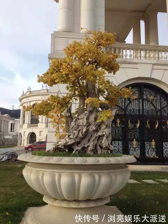 小苗|银杏还在买树上摘几粒种子丢盆里，洒点水，2周长成小苗！