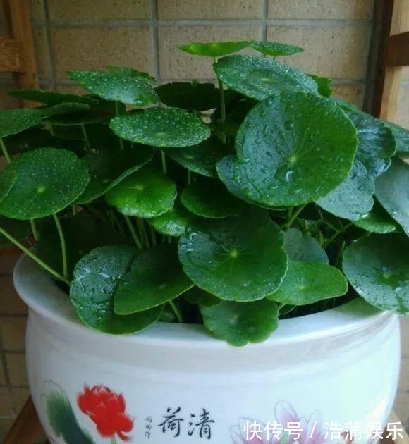 爆盆|铜钱草不用买,问邻居要一根小苗,足够你爆盆了