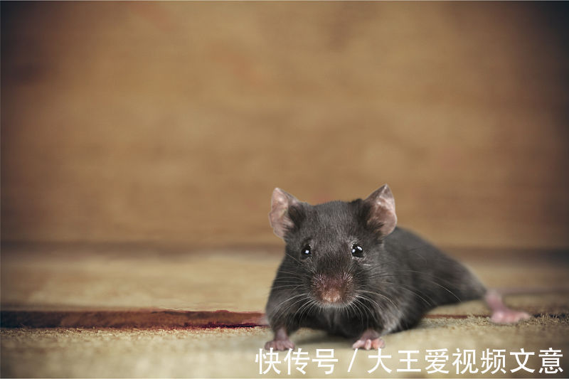 运势|属鼠人注意了,未来几天中大发横财,腰缠万贯