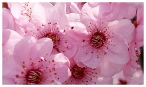 星座|4天后,思念成疾,情难自控,旧情复燃,纠纠缠缠期待复合的星座