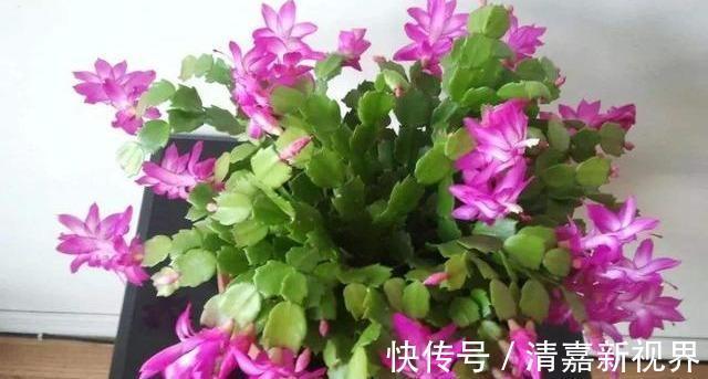 根系|夏天养蟹爪兰,浇水“2不要”,叶子杠杠厚,下次开花早!