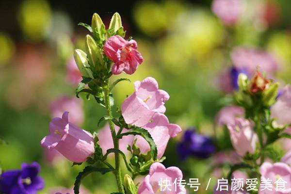 此花所代表的是对远方的祝福,是对恋人最温柔的爱,像小铃铛一样