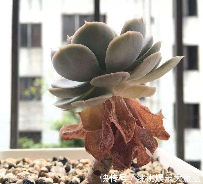 浇水|进入夏季,“多肉党”做好这3步,防止多肉“穿裙子”,一学就会