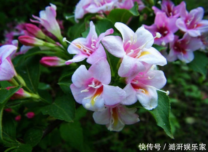 此花花色绚丽,花朵犹如一簇缀满彩霞的锦带,寓意着人生绚烂多姿