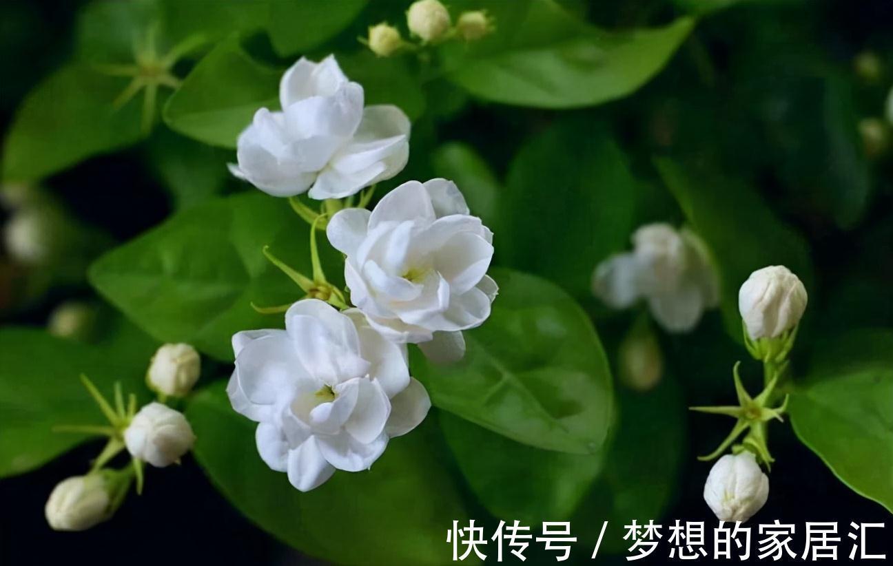 抵抗力|茉莉花冬天想要不怕冻,秋天养“壮”它很关键,基础措施了解一下