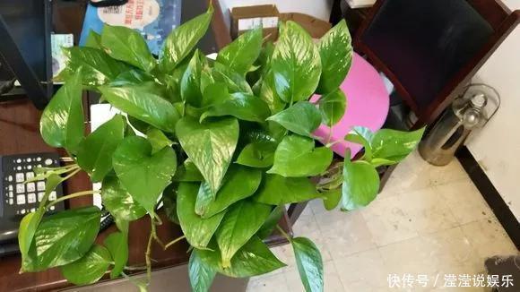 6种花是“老酒鬼”,1个月喝2杯,叶子油亮亮,花苞冒不完