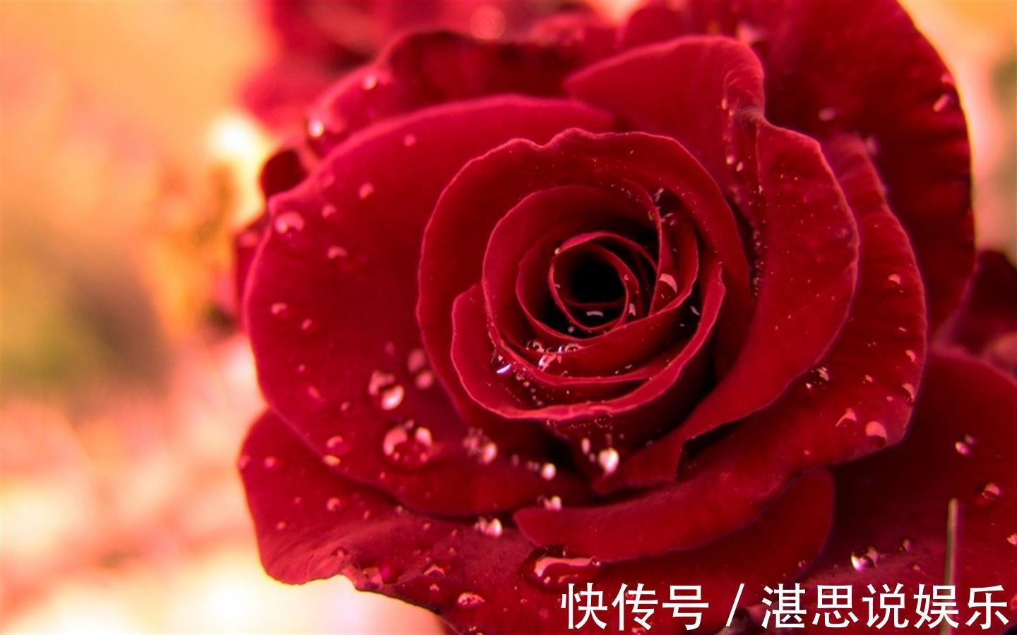 玫瑰中的皇族——“路易十四”，拿破仑皇后的最爱！美的动人心魄