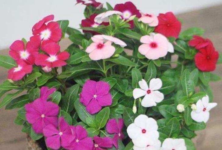 几款艳丽的花卉,漂亮又好闻,四季繁花似锦,姿色艳丽