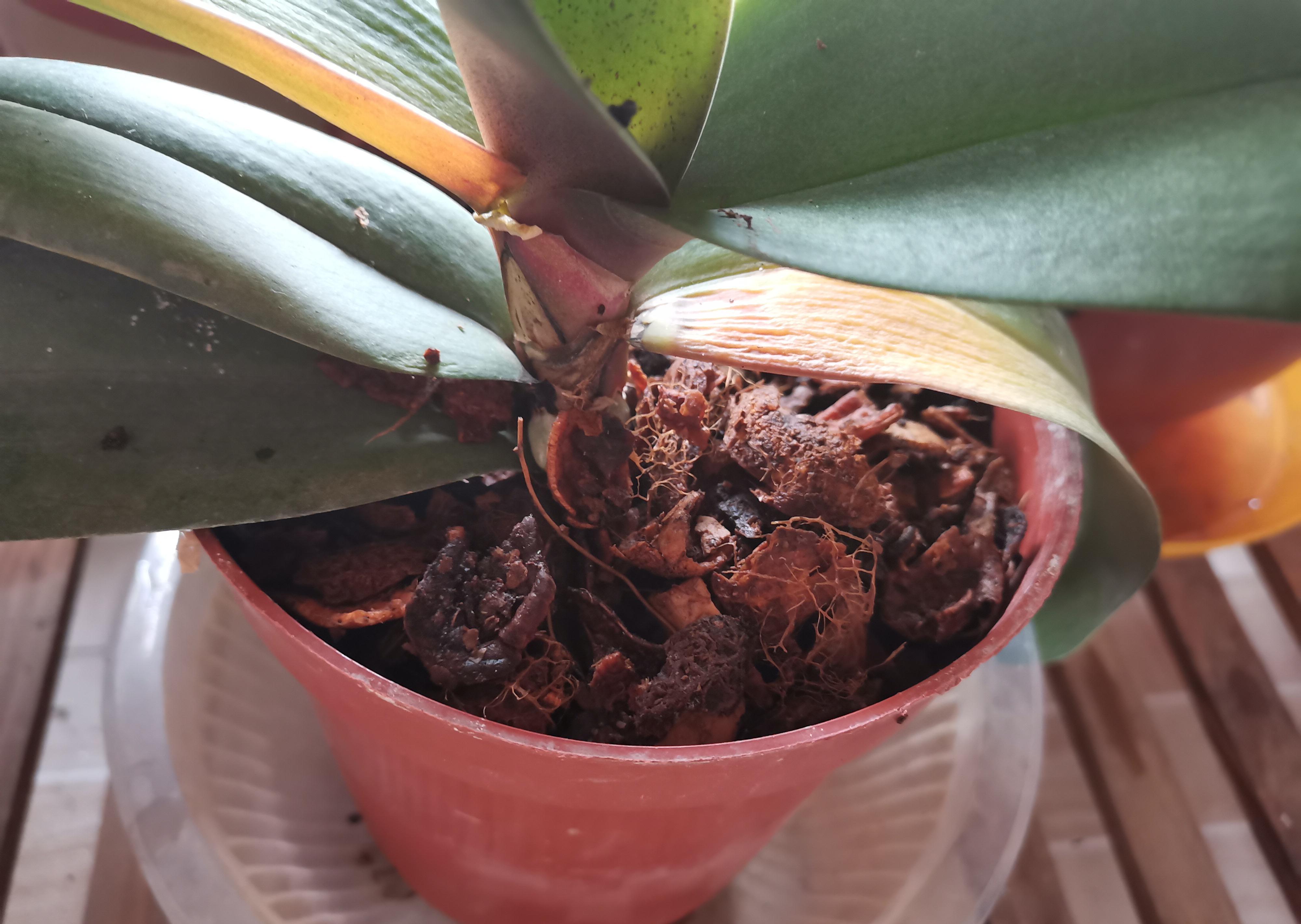 蝴蝶兰根腐就扔了，试试这种办法，操作简单成活率高