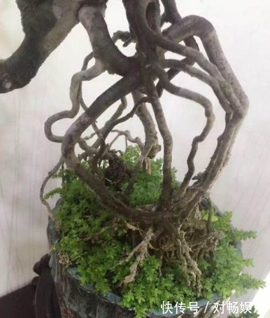 盆栽栀子花注意这几点,花开爆盆!长得快!3年下来,长成老桩!