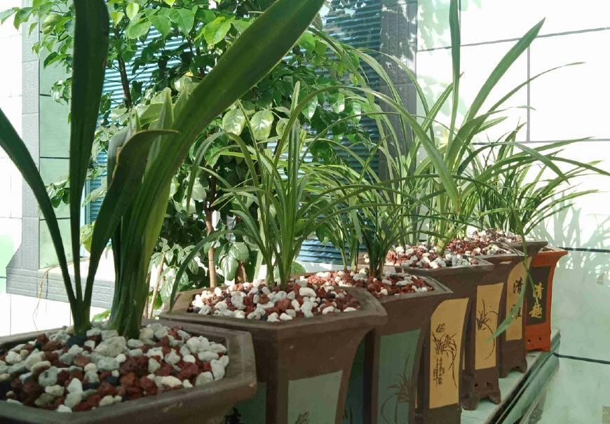 兰花上盆,5个窍门细节做足,根系深,花箭窜,兰花多又香