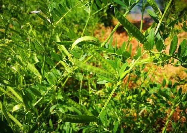 火锅|农村野外这种野草,营养十分丰富,价值很珍贵,以后见到要珍惜