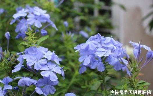 蓝雪花蓝雪花|养花就养4种花，观赏价值极高，还能带来好彩头