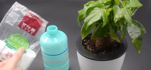 小窍门|不管多难养的花,浇水时加点它,不黄叶还不烂根,比花肥还好用