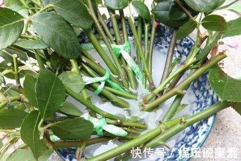 花卉|这三棵树''太贵''，偷偷折一根''枝''就能活，别再花冤枉钱。