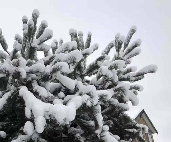 第一场雪|第一场雪真美