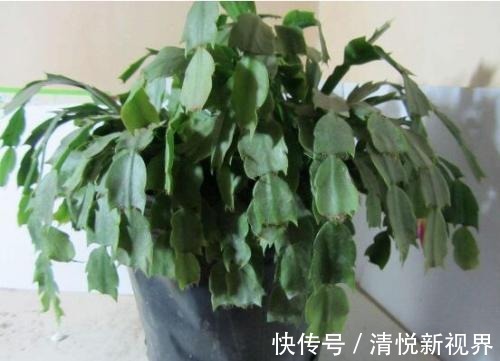氮肥|蟹爪兰不洗澡怎么可能油嫩猛蹿赶紧拿点东西，随便一抹就能爆长