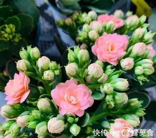 长寿花蟹爪兰还没开花,赶紧加餐,赏花有戏!