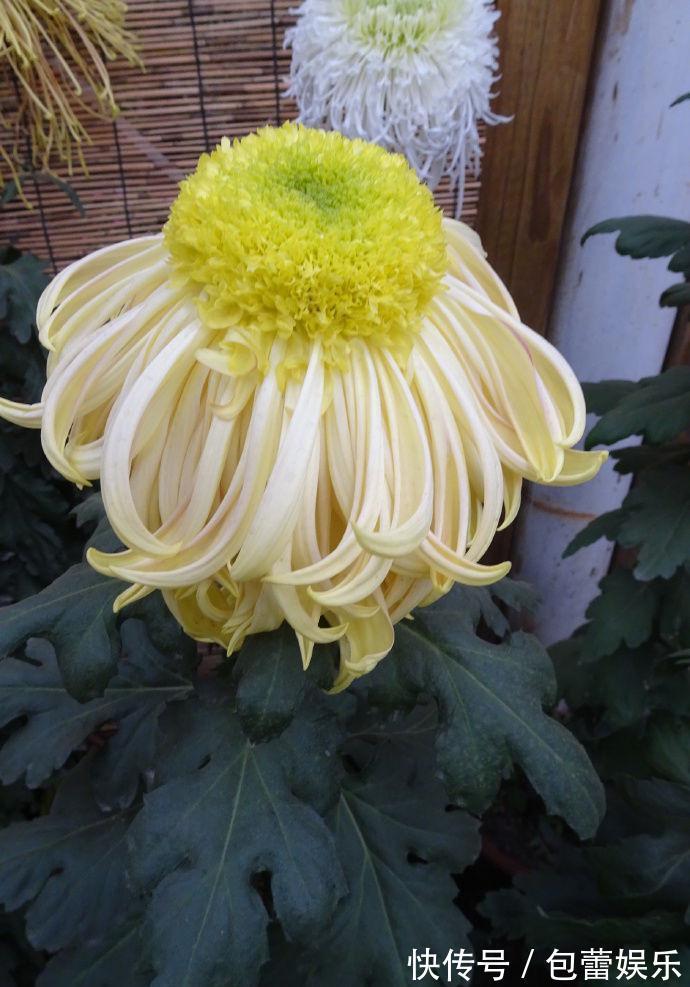 喜欢菊花,首选“菊中精品”东海朝霞,四季有花开,是盆栽佳品