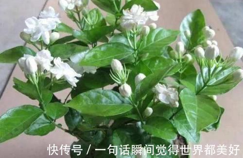 自来水|最厉害的养花营养液:给茉莉花喝一勺,叶片翠绿,开出层叠群花