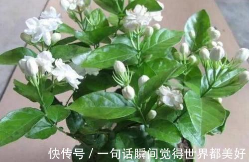 自来水|最厉害的养花营养液：给茉莉花喝一勺，叶片翠绿，开出层叠群花