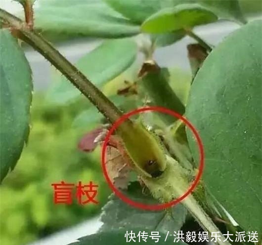 植株|想让月季开花多,记住5月做好“几件事”,花苞一茬又一茬
