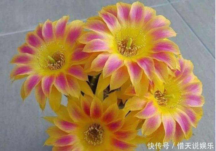 4种花,堪称“花草之王”,特别耐旱,1个月不浇水,开出漂亮花朵