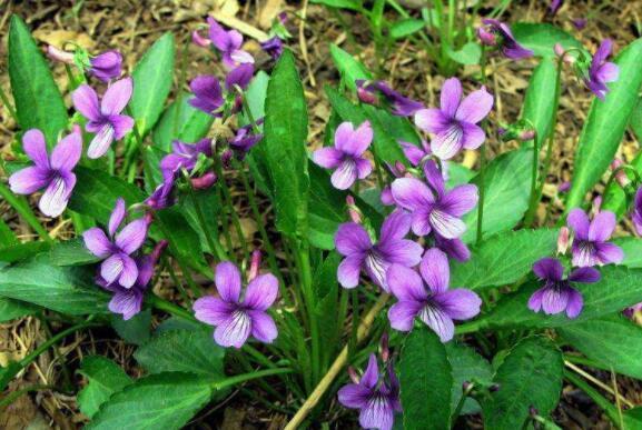 养花就养这4款,不用操啥心,枝头窜满花苞,美成小花园