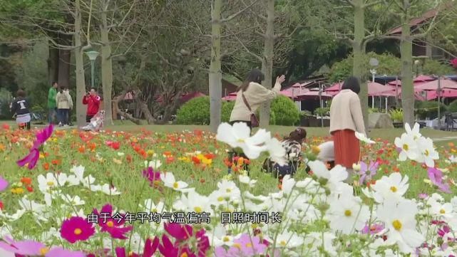 老年|宫粉紫荆、木棉、黄花风铃木……满城尽是花花花！内附广州赏花攻略！