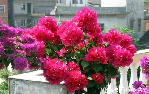 病弱枝|阳台上只养一种花，全年花开不断，就像“仙境”一般，人人都羡慕