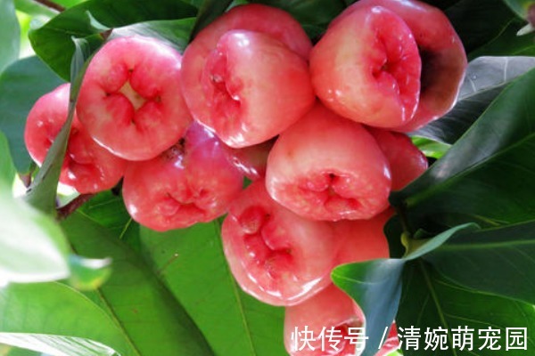 水果|莲雾营养丰富,堪称“水果王”,还有4种重要功效,尤其适合女性