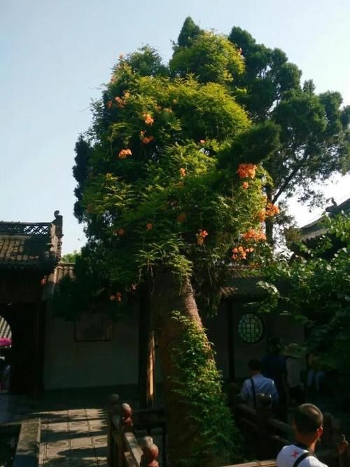 老年|龙门石窟和白马寺