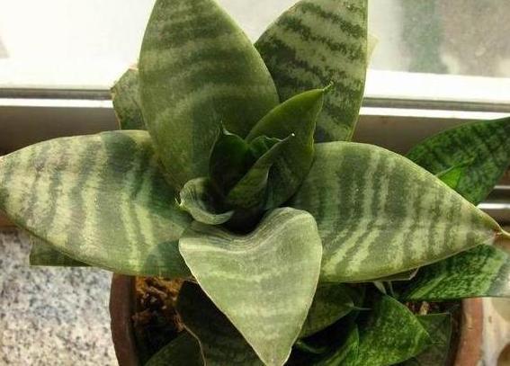 虎皮兰|居家盆栽虎皮兰,不想叶片变得干瘪难看,需趁早实践4个知识点