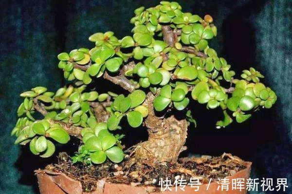 吊兰|好看的3种花，寓意“招财”，放客厅里很美，有钱人也爱养！